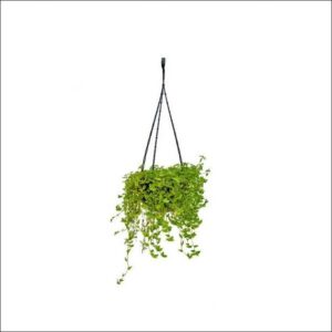 Yoidentity Turtle Vine Green Plant, Callisia Repens in Hanging Pot