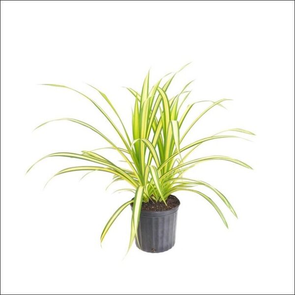 Yoidentity Pandanus Variegated Plant Golden