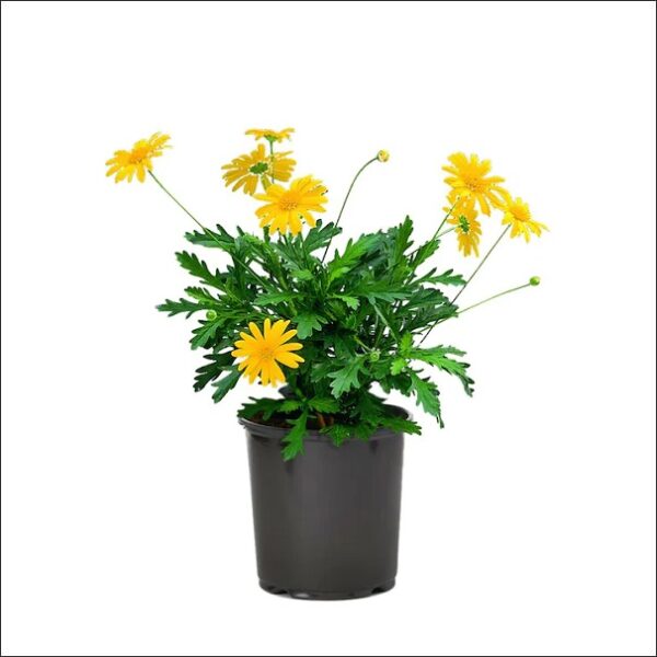 Yoidentity African Bush Daisy, Euryops Pectinatus, Golden Euryops Plant