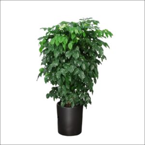 Yoidentity China Doll Plant Online Bangalore