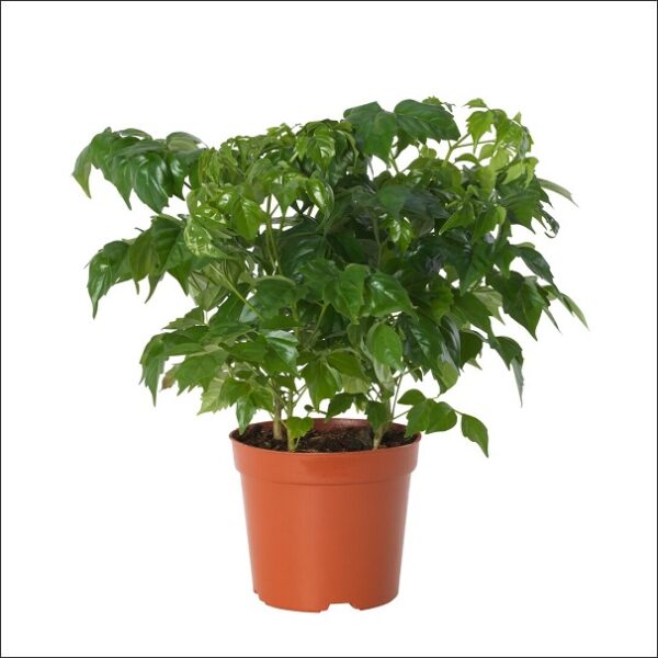 Yoidentity China Doll Plant Small