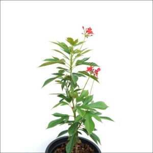 Yoidentity Jatropha Red Plant