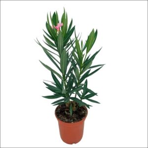 Yoidentity Kaner, Nerium Oleander Plant