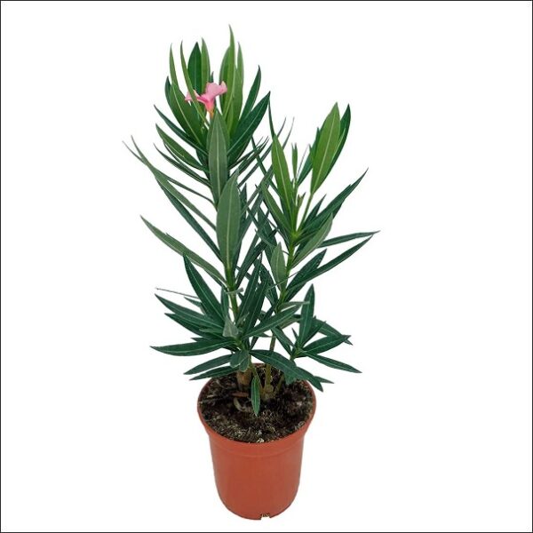 Yoidentity Kaner, Nerium Oleander Plant