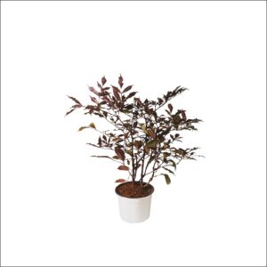 Yoidentity Red Tree Vine Leea Guineensis Burgundy Plant