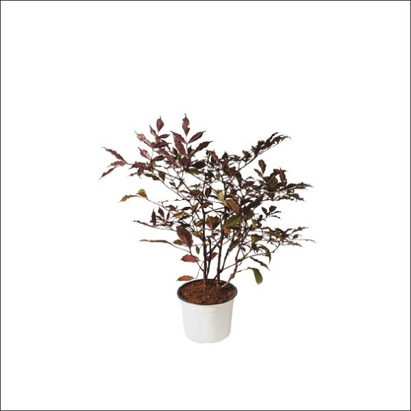 Yoidentity Red Tree Vine Leea Guineensis Burgundy Plant