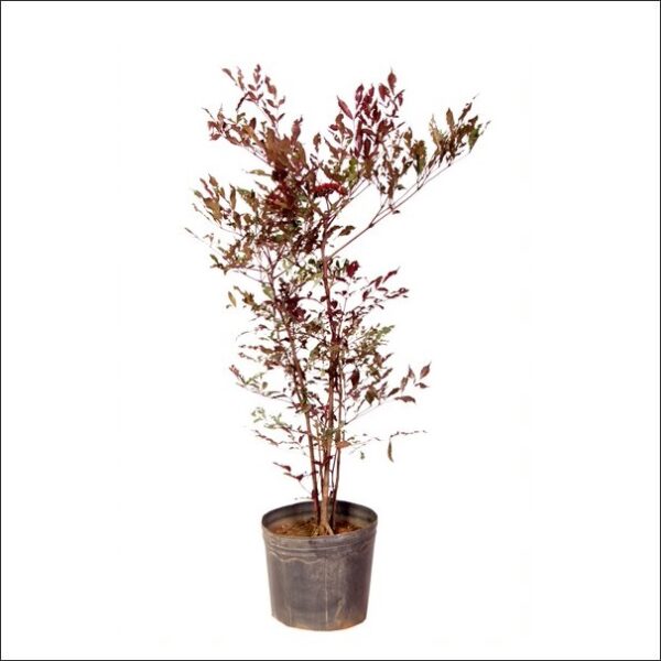 Yoidentity Red Tree Vine Leea Guineensis Burgundy Plant Large