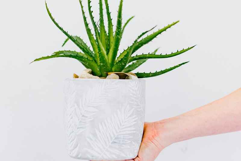 10 Easy Plants for Beginners to Grow at Home 7 Aloe Vera medicinal plant