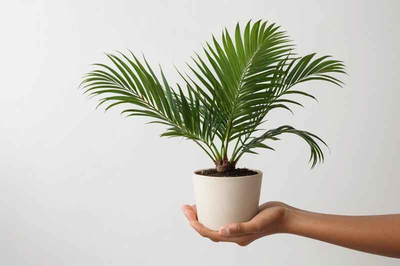10 Easy Plants for Beginners to Grow at Home 5 Areca Palm plant indoor