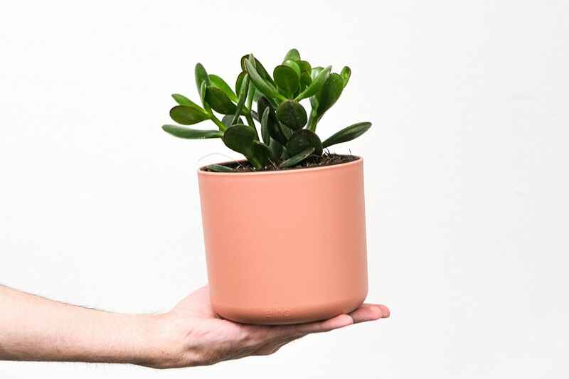 10 Easy Plants for Beginners to Grow at Home 10 Jade Plant lucky succulent