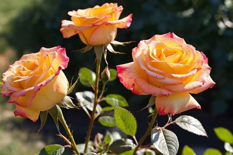 Why Does My Fragrant Rose Have No Smell? 3 Hot weather reduces rose fragrance