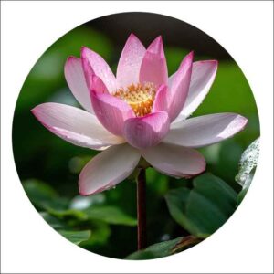 Lotus Plant Online Bangalore - Yoidentity