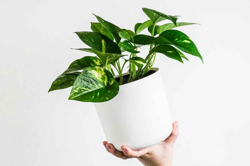 10 Easy Plants for Beginners to Grow at Home 2 Money Plant for beginners