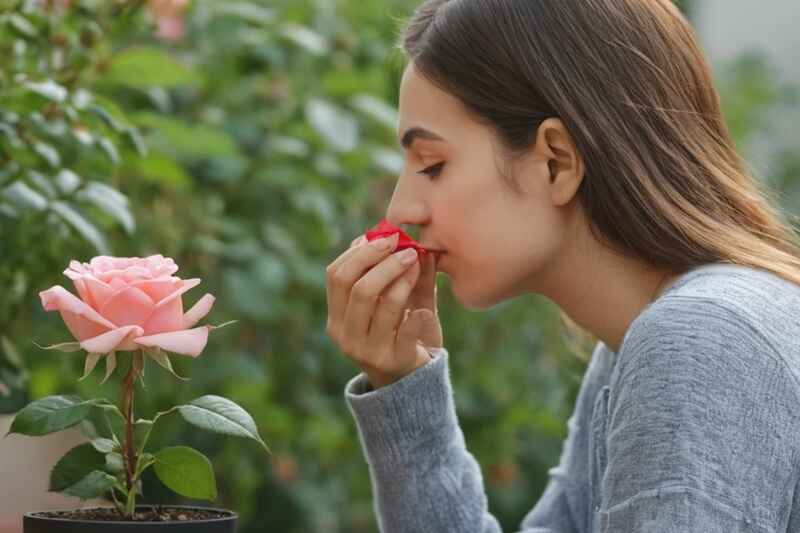 Why Does My Fragrant Rose Have No Smell? 4 Rose varieties without fragrance
