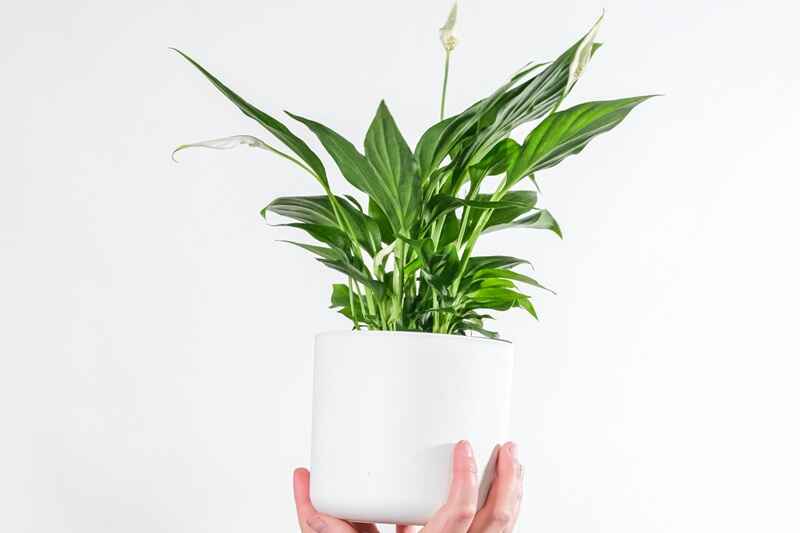 10 Easy Plants for Beginners to Grow at Home 4 Peace Lily plant for home