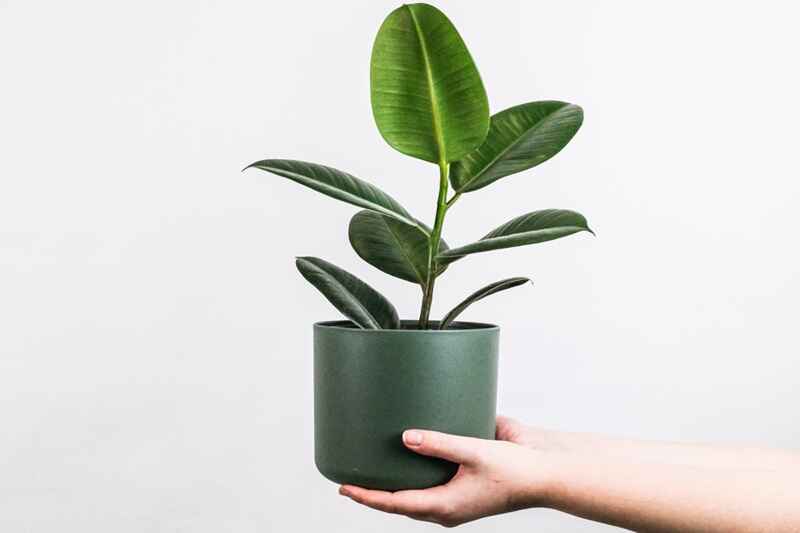 10 Easy Plants for Beginners to Grow at Home 6 Rubber Plant Burgundy