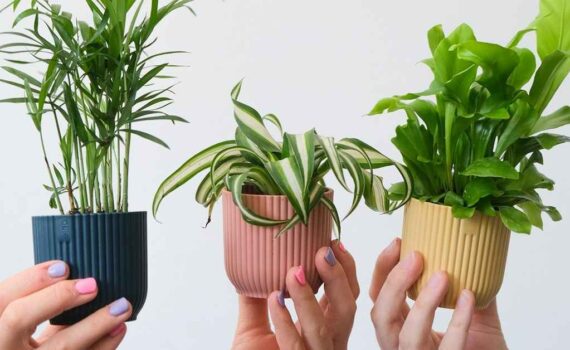 Ten Easy Plants for Beginners to Grow at Home - Yoidentity