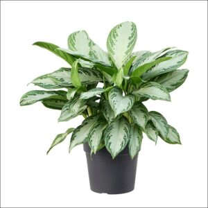 Yoidentity Aglaonema Plant XL Buy Online Bangalore