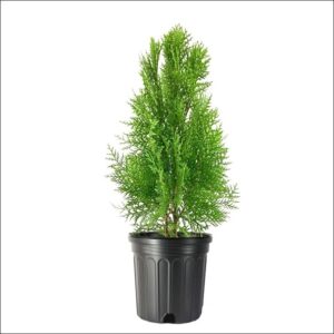 Yoidentity Thuja Plant XL Online Bangalore