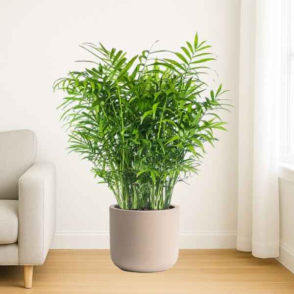 Bamboo Palm Plant Online Bangalore