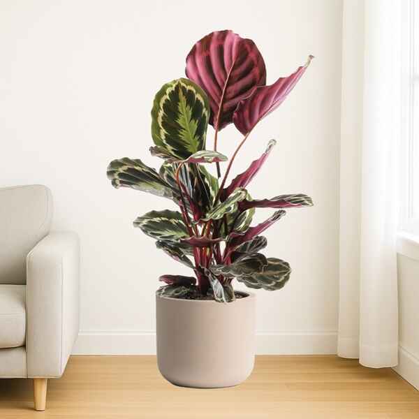 Large Plants Online Bangalore
