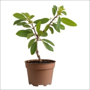 Healthy potted Chiku (Sapota) plant for sale online in Bangalore – ideal for home gardening and fruit growing
