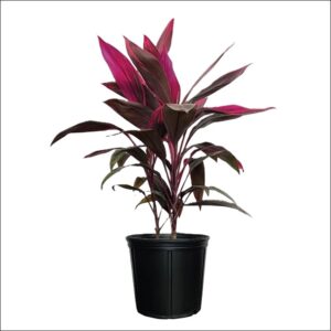 Large Cordyline plant with long, slender, sword-shaped leaves in shades of deep green and burgundy, displayed in a decorative pot