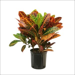 XL Croton Petra houseplant with colorful variegated leaves indoors near window