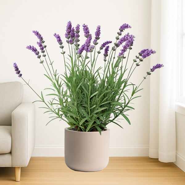 Herb Plants Online Bangalore