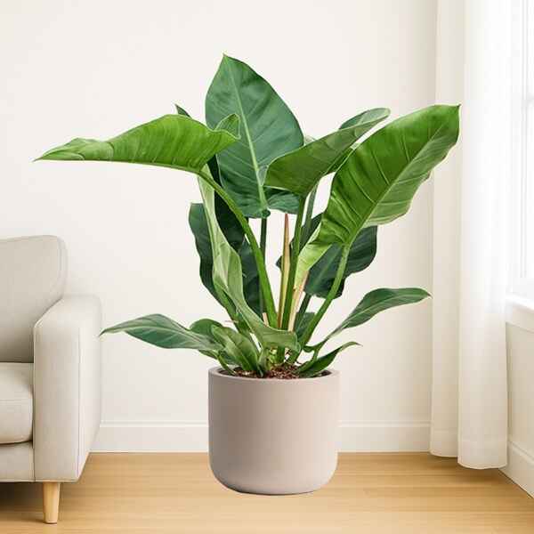 Indoor Plants Online Bangalore