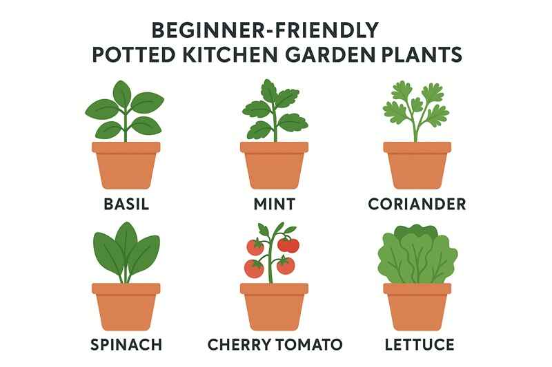 How to Start a Kitchen Garden at Home: A Complete Beginner’s Guide 2 Beginner-friendly kitchen garden plants infographic