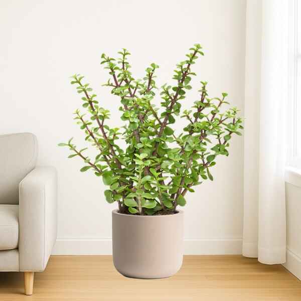Jade Plant Online Bangalore