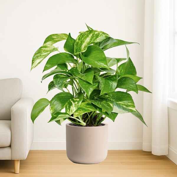 Money Plant Online Bangalore