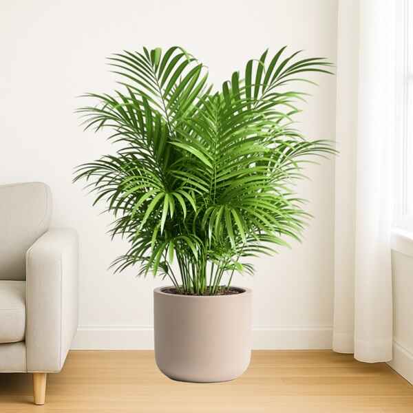 Pet Friendly Plants Online Bangalore