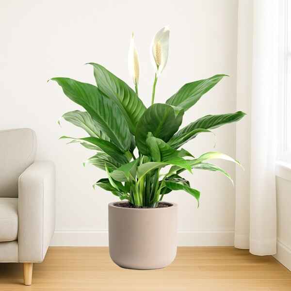 Peace Lily Plant Online Bangalore