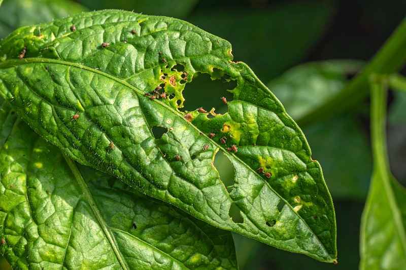 How to Start a Kitchen Garden at Home: A Complete Beginner’s Guide 11 Pest problem in kitchen garden