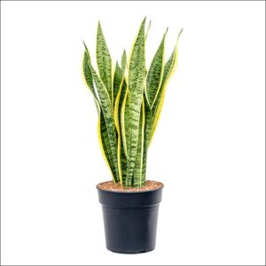 Large Sansevieria Laurentii plant in a pot, available online in Bangalore