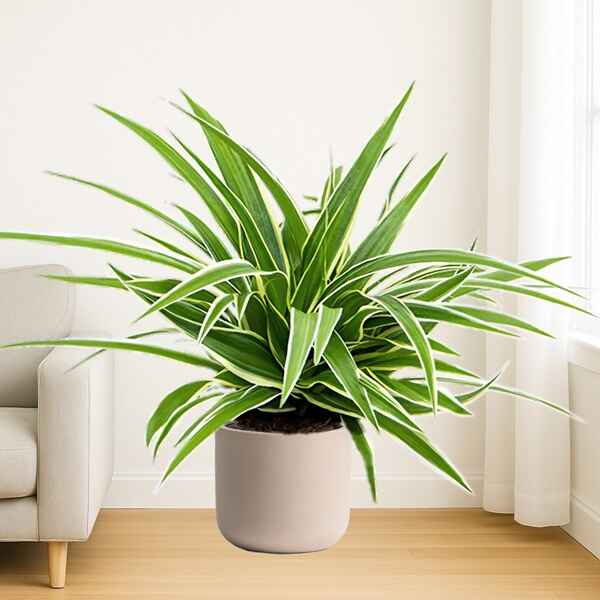 Spider Plant Online Bangalore