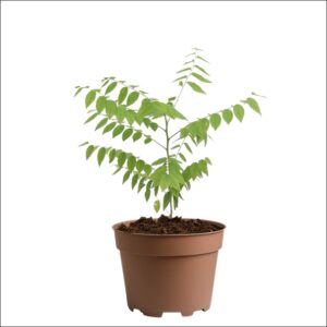 Live Star Gooseberry Plant (Phyllanthus acidus) in pot – healthy fruit-bearing sapling