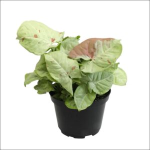 Syngonium Confetti plant with pink and green variegated leaves in a pot – Buy online in Bangalore