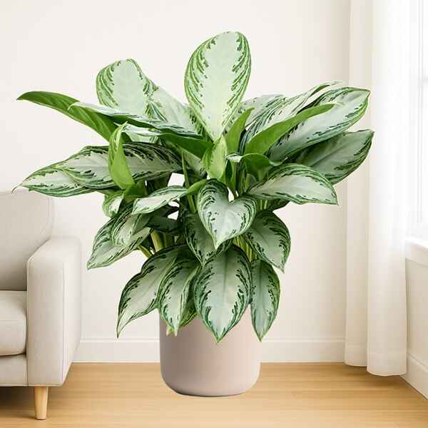 Aglaonema XL Plant Online Bangalore
