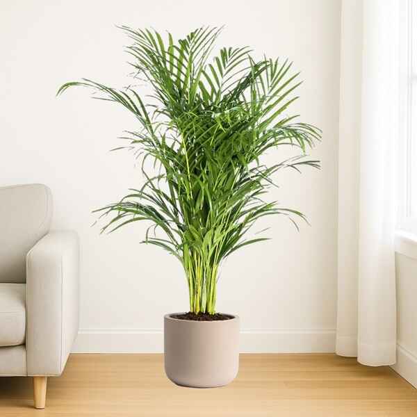 Areca Palm XL Online Bangalore