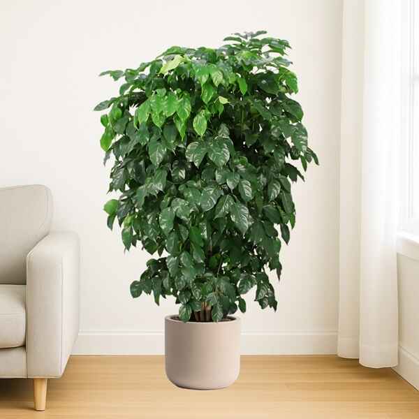 China Doll XL Plant Online Bangalore