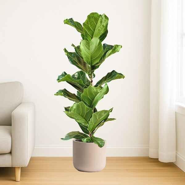 Ficus Lyrata XL Plant Online Bangalore