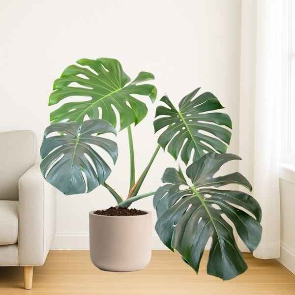 Monstera Deliciosa XL Online Bangalore