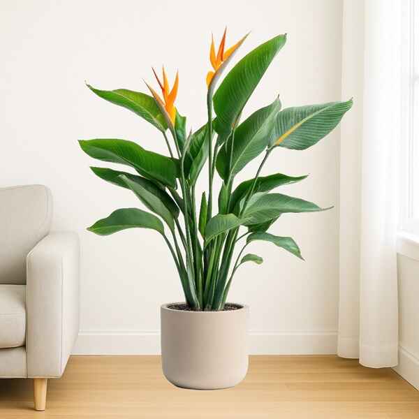 XL Plants Online Bangalore