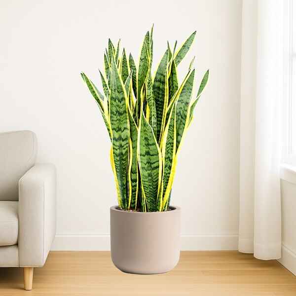 Snake Plant XL Online Bangalore