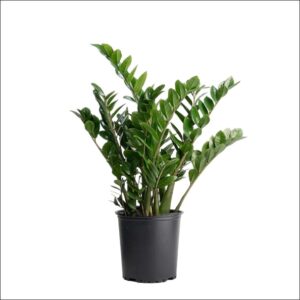 XL ZZ Plant in pot – Buy large Zamioculcas zamiifolia online in Bangalore