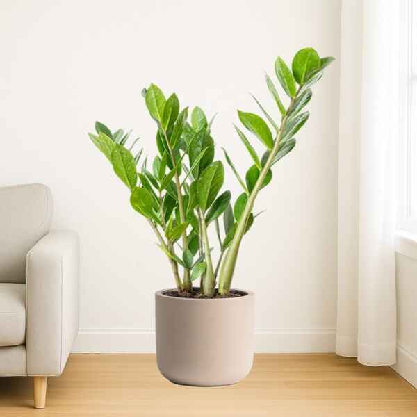 Zamia Plant Online Bangalore