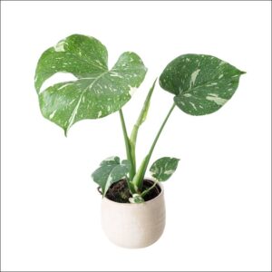 Monstera Thai Constellation XL large variegated indoor plant with creamy white leaves
